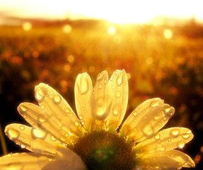 哪些因素會影響木工帶鋸機的操作?